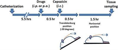 The deuterated pyrazoloquinolinone targeting α6 subunit-containing GABAA receptor as novel candidate for inhibition of trigeminovascular system activation: implication for migraine therapy